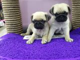 Mops Pug
