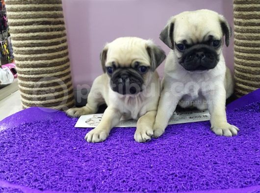 Mops Pug görsel