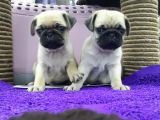 Mops Pug