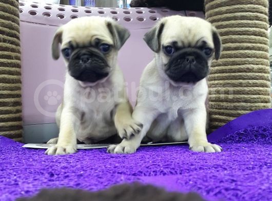Mops Pug görsel