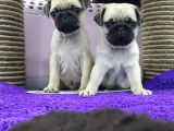 Mops Pug