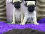 Mops Pug