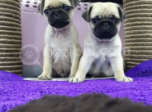 Mops Pug görsel