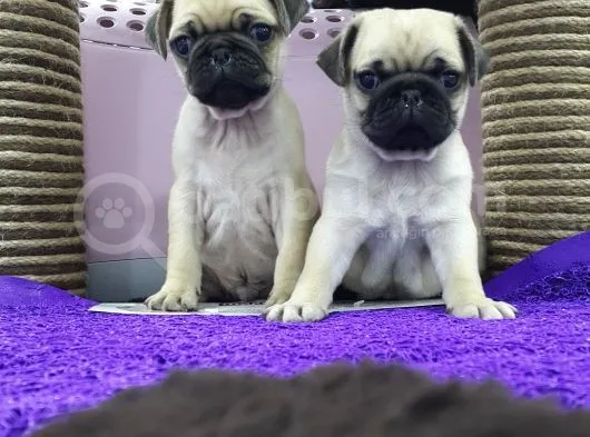 Mops Pug