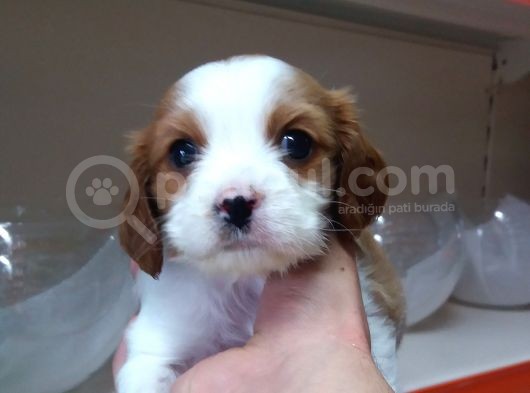 King Charles Cavalier 2 Aylık görsel
