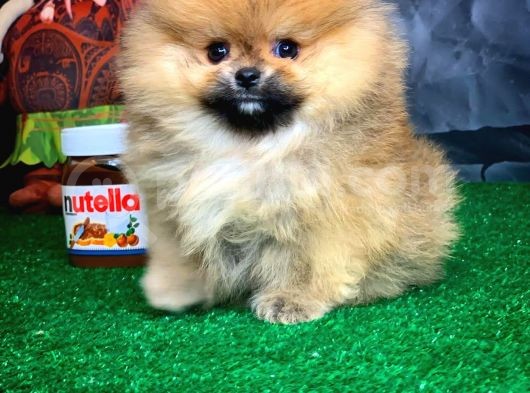 Evde Bakıma En Uygun Irk Safkan Pomeranian Boo görsel