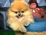 Evde Bakıma En Uygun Irk Safkan Pomeranian Boo