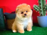 Show Class Scr Sertifikalı Pomeranian Boo Yavrumuz