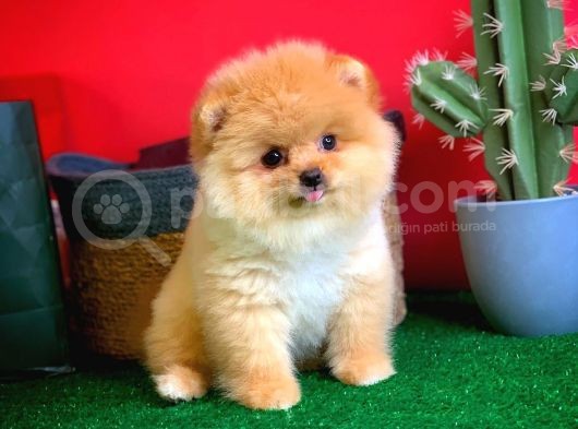 Show Class Scr Sertifikalı Pomeranian Boo Yavrumuz görsel