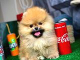 Evde Bakıma En Uygun Irk Safkan Pomeranian Boo