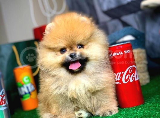 Evde Bakıma En Uygun Irk Safkan Pomeranian Boo görsel