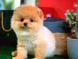 Show Class Scr Sertifikalı Pomeranian Boo Yavrumuz