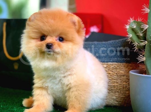 Show Class Scr Sertifikalı Pomeranian Boo Yavrumuz görsel