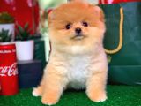 Show Class Scr Sertifikalı Pomeranian Boo Yavrumuz