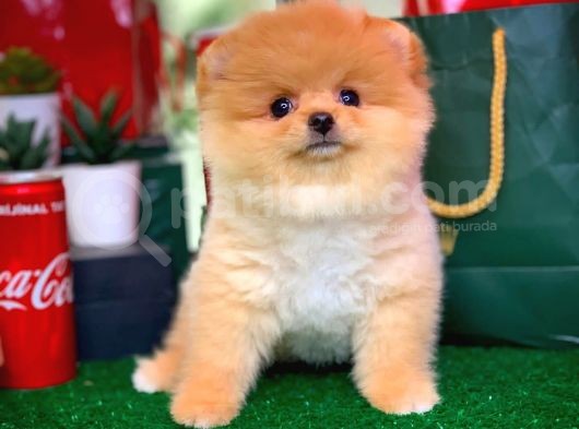 Show Class Scr Sertifikalı Pomeranian Boo Yavrumuz görsel