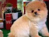 Show Class SCR Sertifikalı Pomeranian Boo Yavrumuz