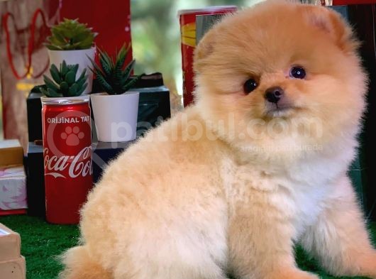 Show Class Scr Sertifikalı Pomeranian Boo Yavrumuz görsel