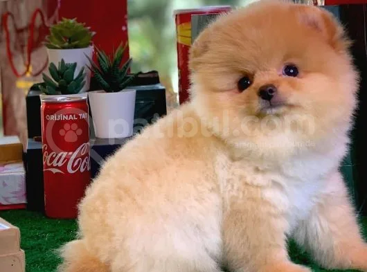 Show Class Scr Sertifikalı Pomeranian Boo Yavrumuz