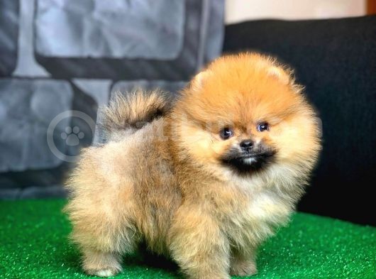 Evde Bakıma En Uygun Irk Safkan Pomeranian Boo görsel