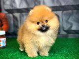 Evde Bakıma En Uygun Irk Safkan Pomeranian Boo