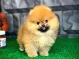 Evde Bakıma En Uygun Irk Safkan Pomeranian Boo