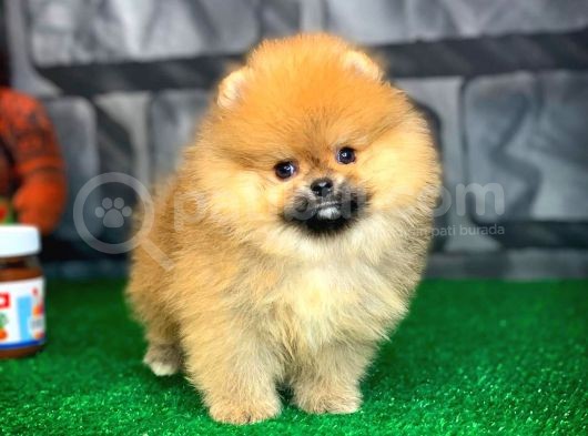 Evde Bakıma En Uygun Irk Safkan Pomeranian Boo görsel