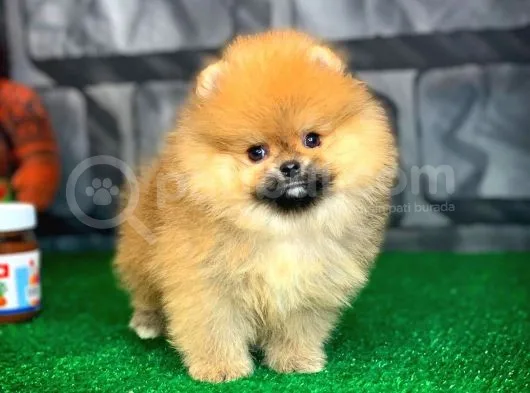 Evde Bakıma En Uygun Irk Safkan Pomeranian Boo