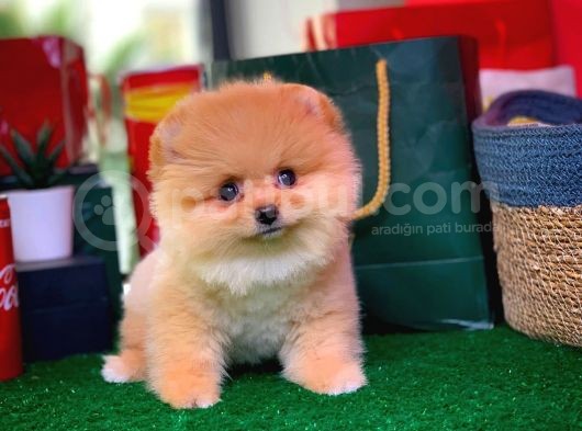 Show Class Scr Sertifikalı Pomeranian Boo Yavrumuz görsel