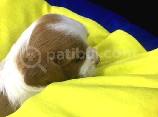 King Charles Cavalier 2 Aylık görsel