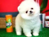 Evinize Neşe Kaynağı Safkan Pomeranian Boo Yavru
