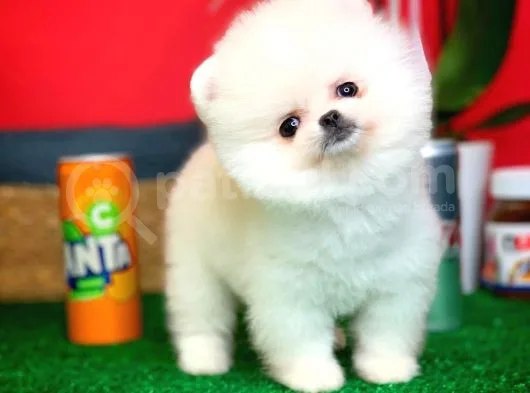 Evinize Neşe Kaynağı Safkan Pomeranian Boo Yavru