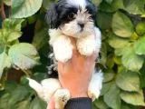 Shihtzu Dişi Yavrumuz