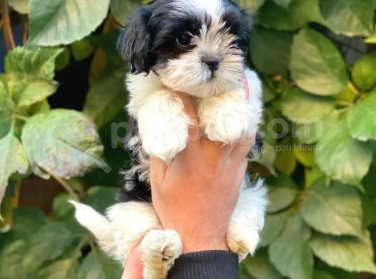 Shihtzu Dişi Yavrumuz