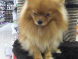 Pomeranian