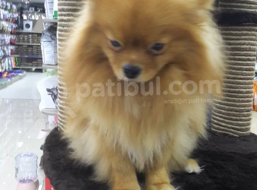 Pomeranian görsel
