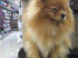 Pomeranian
