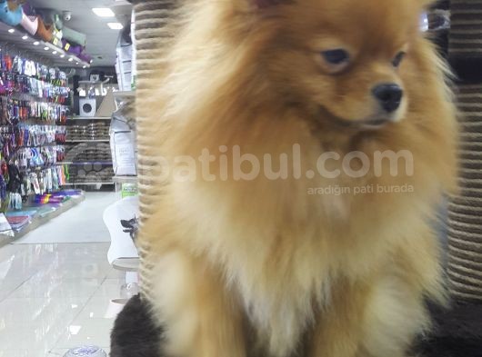 Pomeranian görsel