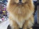 Pomeranian