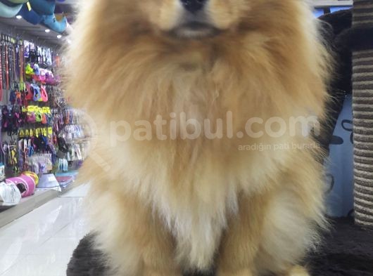Pomeranian görsel