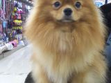 Pomeranian