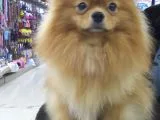 Pomeranian