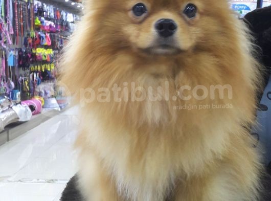 Pomeranian görsel