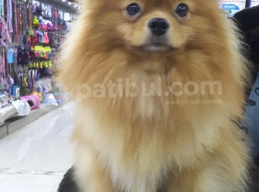 Pomeranian
