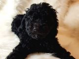 Veteriner Teknikerinden Black Toy Poodle