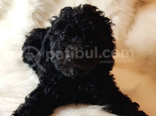 Veteriner Teknikerinden Black Toy Poodle görsel