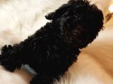 Veteriner Teknikerinden Black Toy Poodle