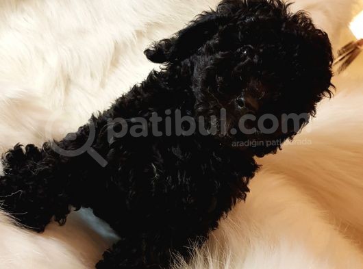 Veteriner Teknikerinden Black Toy Poodle görsel