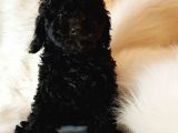 Veteriner Teknikerinden Black Toy Poodle