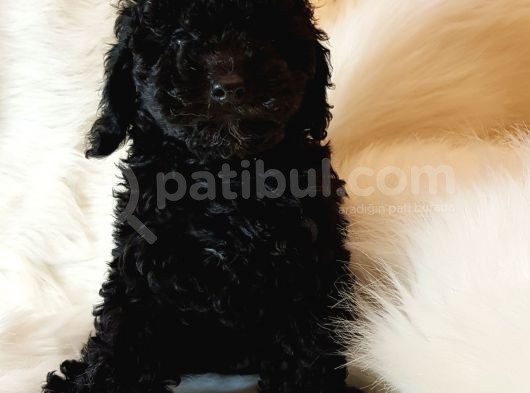 Veteriner Teknikerinden Black Toy Poodle görsel