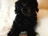 Veteriner Teknikerinden Black Toy Poodle